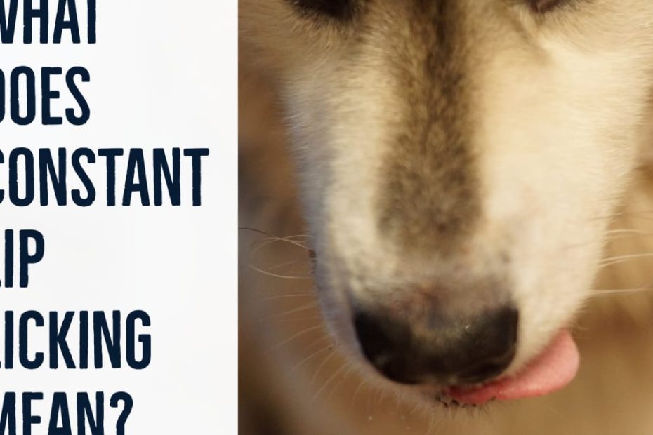 10 Reasons Why Your Dog May Be Licking Their Lips - Pethelpful