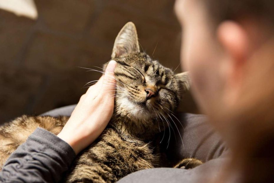 How To Properly Pet A Cat, According To Experts