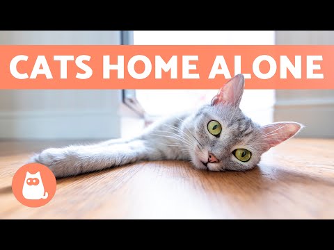 How Long Can CATS BE LEFT ALONE? 🐱🏠