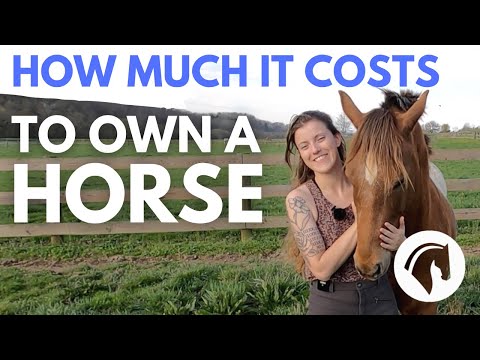 HOW MUCH DOES IT COST TO OWN A HORSE? DETAILED COST GUIDE 💰