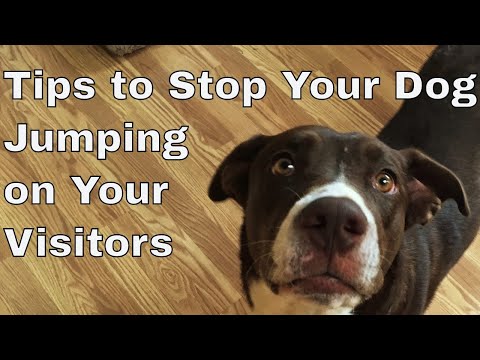Train your Your Dog to Stop Jumping On Guests