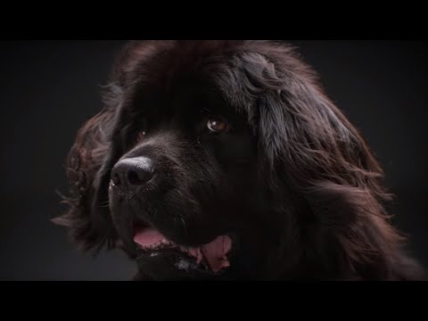 Why Do Dogs Bark? | Secret Life of Dogs | BBC Earth