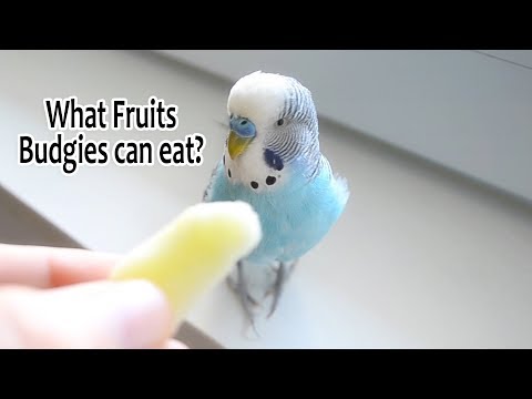 Feed your Budgie with Fresh Fruits | What Fruits Budgies can eat