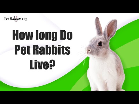 How Long Do Pet Rabbits Live?