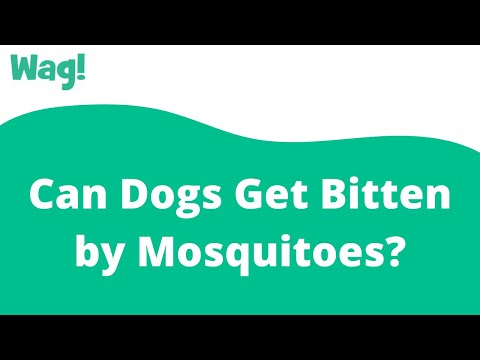 Can Dogs Get Bitten by Mosquitoes? | Wag!