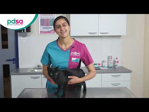 How To Apply A Spot On Flea Treatment For Your Cat: PDSA Petwise Pet Health Hub