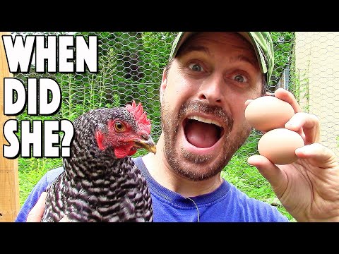 When Do Chickens Start To Lay Eggs? 3 Easy Ways To Tell