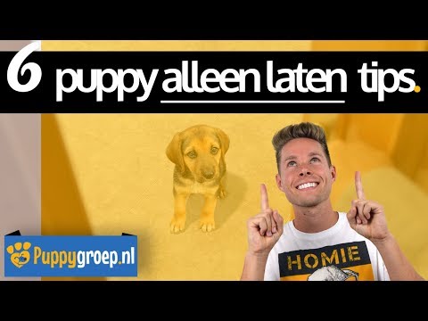 6 Puppy Alleen Laten Tips voor de Snelste Resultaten (Voorkom Verlatingsangst bij je Hond)