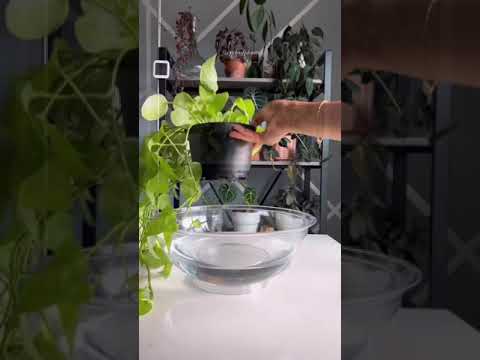 Bottom watering plants | Simplify Plant Care | Cycle of Plant