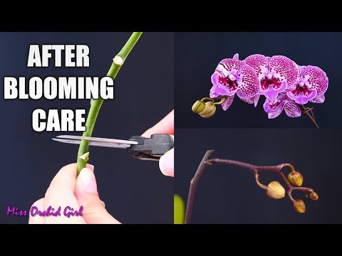 Orchid Care for Beginners - What to do after Phalaenopsis blooms fall? Cutting spike & aftercare