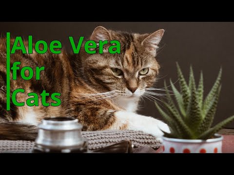 Is Aloe Vera safe for cats?