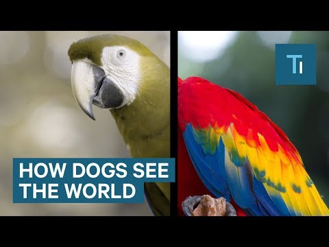 How Dogs See The World — And It's More Than Black And White