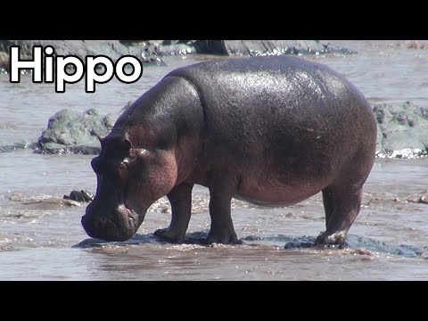 Hoe zwemmen nijlpaarden en meer - Dieren in Afrika