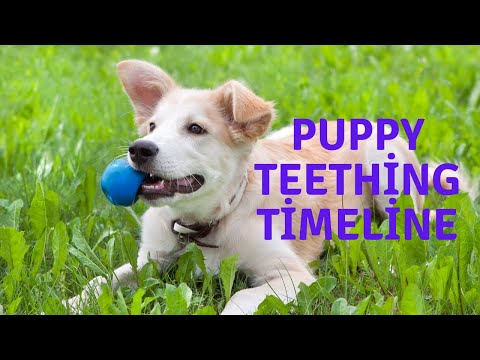 Puppy Teething Timeline: When Do Puppies Get Teeth