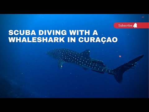 Duiken met een walvishaai op Curaçao | Duikreizen Curaçao