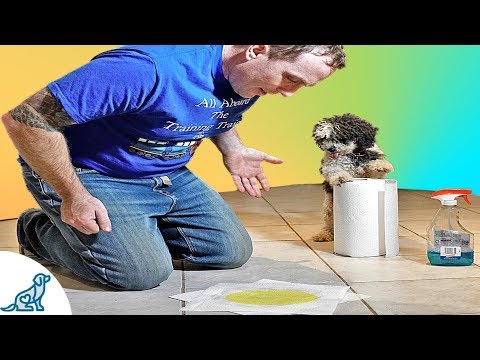 How To Stop Your Puppy From Peeing Indoors