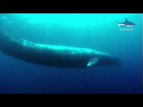 Blauwe vinvis - Het grootste wezen dat ooit in de oceaan zwom